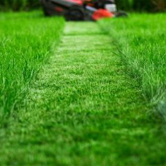 Mowed grass