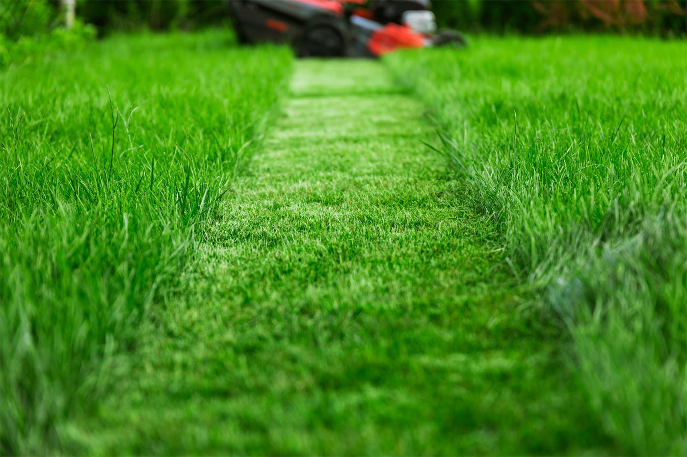 Mowed grass
